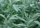 Efectele miraculoase ale salviei. Nimeni nu se aştepta să vindece atât de multe boli