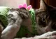 Prima revistă fashion dedicată pisicilor şi iubitorilor de feline, lansată la Londra