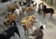 O femeie a primit 10.000 de euro pentru că a fost muşcată de câinii maidanezi. Cum luaţi despăgubiri