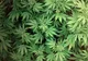 Poliţiştii orădeni au capturat 150 de kilograme de marijuana din locuinţa unui tânăr 