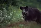 Au împușcat porci mistreți și i-au tăiat. Nimeni nu se aștepta la ce a urmat