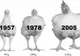 De ce sunt actualele rase de pui aşa de mari? Concluzia cercetătorilor