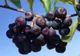 Fructele de aronia, o nouă speranta în lupta împotriva cancerului 