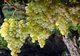 SURPRIZĂ. Pe ce LOC se află România la nivel mondial la producţia de vin