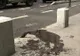 ACCIDENT grav pe Calea Victoriei. Un polițist a fost rănit