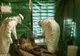 Canada își închide frontierele pentru cetățenii afectați de EBOLA