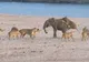 Un pui de elefant a fost atacat de 14 lei. Ce a urmat întrece orice imaginație