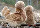 Animale care au trecut pe la coafor