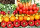 Fructele şi legumele BIO româneşti au INTERZIS în hipermarket