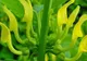 Planta anticancer din România pe care foarte puțini o recunosc în natură
