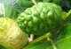 FRESH-REFRESH. Efectele benefice ale fructului noni 