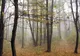   Descoperire uluitoare într-o pădure din România