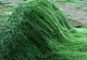 Minunile pe care le face spirulina pentru sanatate