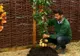 Planta 100% naturală care produce roşii şi cartofi pe acelaşi fir