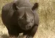 Premieră în ultimii 18 ani: Un pui de rinocer negru s-a născut la grădina zoologică din Zurich