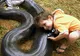ȘOCANT! A fost înghițit de un ANACONDA. VIDEO
