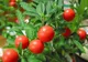FRESH REFRESH. Pudra ashwagandha - minunile ginseng-ului indian