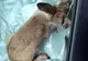 Un tânăr a încercat să salveze o caprioară sfâșiată de câini