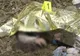 DRAMĂ - Moarte GROAZNICĂ pentru un copil de 10 ani: a căzut în fosa septică