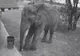 INCREDIBIL - ce GEST a făcut un ELEFANT. A fost SURPRINS de camerele de supraveghere