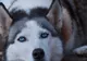 Un husky dintr-o clinică veterinară a uimit pe toată lumea! Ce a făcut după ce a scăpat din cușcă