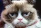 GRUMPY CAT, pisica faimoasă pe internet, i-a adus proprietarei 100 de MILIOANE de DOLARI, în 2 ani