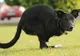 Un câine-cangur face senzație în Marea Britanie 
