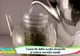 FRESH REFRESH. Ceaiul de dafin, leac pentru afecţiunile respiratorii