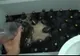 A facut baie intr-o cada plina cu Coca Cola si bomboane Mentos. Nu o sa-ti vina sa crezi ce a patit!