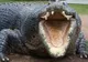 ŞOCANT: Un crocodil a ucis şi mâncat o femeie însărcinată. Ce a făcut soţul acesteia e de NEIMAGINAT