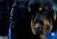 Acest clip cu un câine care plânge după fratele mort este înduioşător şi a devenit viral pe Internet