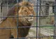 Copil RĂNIT de o leoaică la ZOO. POLIȚIA A DESCHIS o anchetă