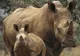 Una dintre cele mai cunoscute specii de animale, pe cale de dispariţie - "Situaţia e devastatoare!"