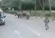 Un rinocer din Nepal face ravagii! A ucis o femeie şi a rănit mai multe persoane 