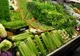 TOT ce nu ştiai despre SALATA VERDE din supermarket. Dezvăluirile unui BACTERIOLOG 