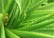 8 plante care purifică aerul din casă