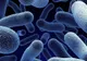 Bacteriile bune din organismul nostru. Iată ce semnale trimit către creier