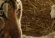 Tigrul Sandokan, de la Zoo Galaţi, a fost scos din depresie de mai mulţi şoricei 