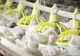 Secretul KFC: În ce condiţii sunt crescuţi puii sacrificaţi după numai 35 de zile