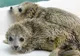 Două foci gemene s-au născut într-un parc maritim din China