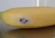 A cumpărat banane dintr-un supermarket. Ce a găsit în ele a şocat-o