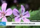 Fresh Refresh. Năpraznicul, "iarba" care luptă împotriva cancerului şi face minuni pentru sănătate