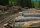 Defrişări nemiloase în Parcul Naţional Retezat: 35 de hectare de pădure vor fi tăiate treptat 