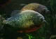 Cum arată atacul peștilor piranha, filmat într-un experiment