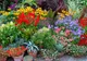 9 plante de interior magice care atrag dragostea, bucuria și prosperitatea