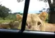 O leoaică deschide uşa maşinii, în timpul unui safari. Ce urmează