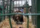 Ipoteză surprinzătoare în cazul ursulețului găsit în Sibiu