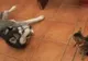 Se înțeleg precum cățelul și pisica. Clipul video care stârnește hohote de râs