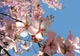 Cum va fi vremea de Florii şi de Paşte? Prognoza meteo pe două săptămâni 
