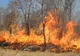 O femeie a murit într-un incendiu de pădure la Buzău